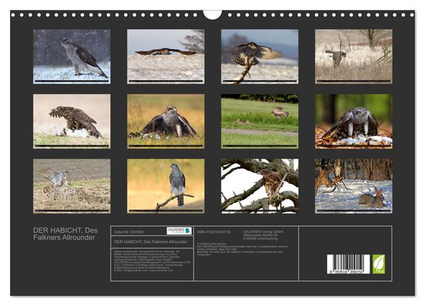 Produktbild: DER HABICHT, Des Falkners Allrounder (Wandkalender 2026 DIN A3 quer), CALVENDO Monatskalender