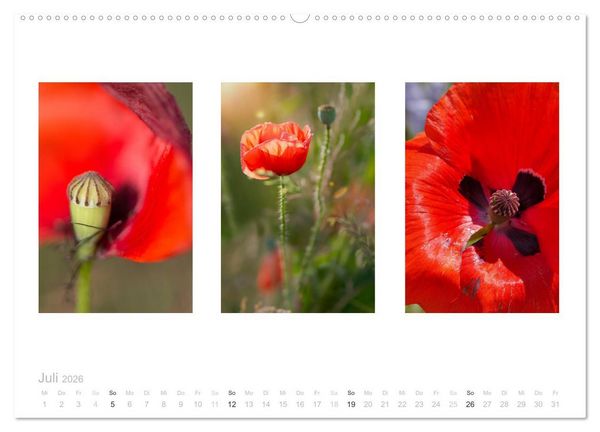 Produktbild: Blumen Trilogien (Wandkalender 2026 DIN A2 quer), CALVENDO Monatskalender