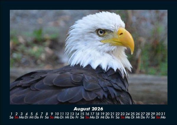 Produktbild: Tierkalender 2026 Fotokalender DIN A5