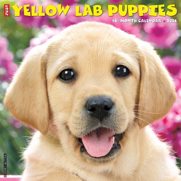 Produktbild: Yellow Lab Puppies 2026 12 X 12 Wall Calendar