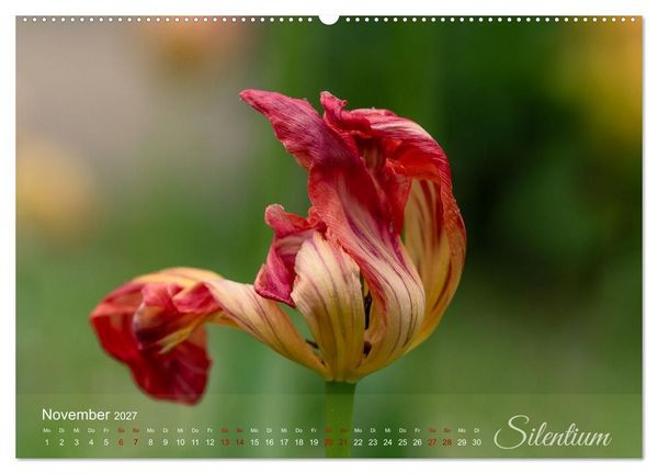 Produktbild: Tulipa et Verba &ndash; Tulpenbl&uuml;ten und stille W&ouml;rter (hochwertiger Premium Wandkalender 2027 DIN A2 quer), Kunstdruck in Hochglanz