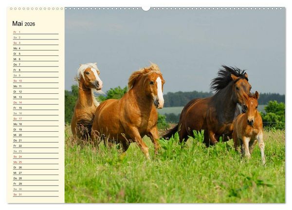 Produktbild: Welt der Pferde (Wandkalender 2026 DIN A2 quer), CALVENDO Monatskalender