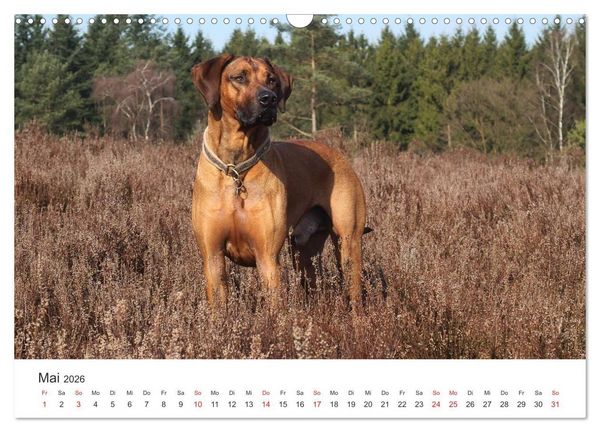 Produktbild: Ridgebacks - Hunde aus Afrika (Wandkalender 2026 DIN A3 quer), CALVENDO Monatskalender