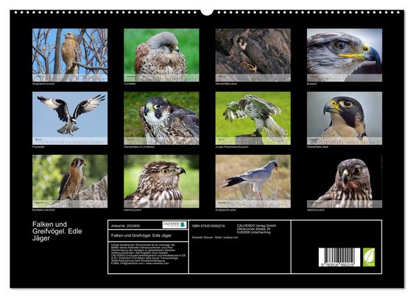 Produktbild: Falken und Greifv&ouml;gel. Edle J&auml;ger (hochwertiger Premium Wandkalender 2026 DIN A2 quer), Kunstdruck in Hochglanz
