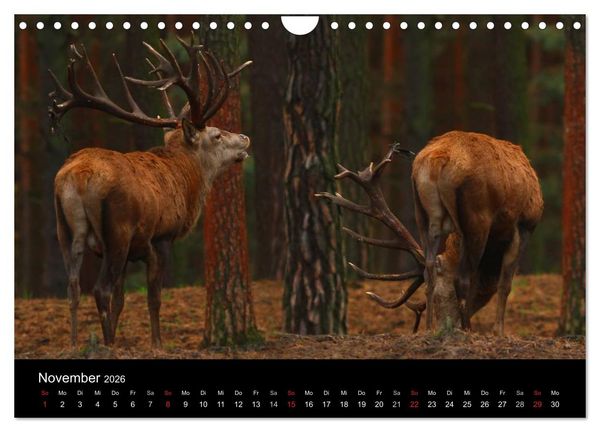 Produktbild: Tiere unserer Erde (Wandkalender 2026 DIN A4 quer), CALVENDO Monatskalender
