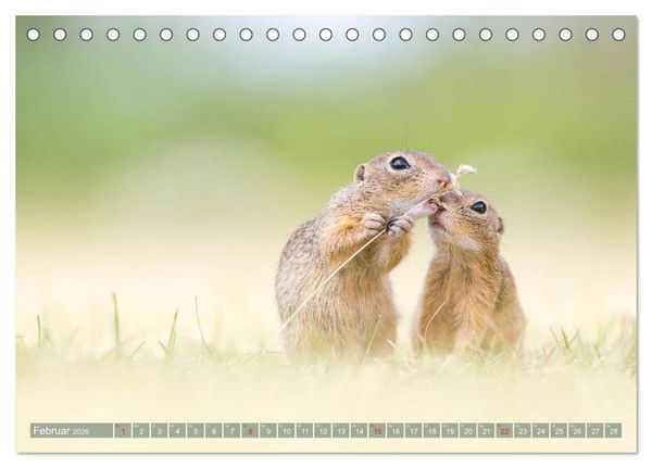 Produktbild: Liebenswerte Ziesel - vom Aussterben bedrohte Nagetiere (Tischkalender 2026 DIN A5 quer), CALVENDO Monatskalender