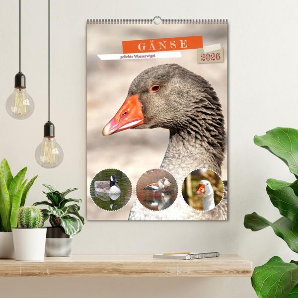 Produktbild: G&auml;nse, geliebte Wasserv&ouml;gel (Wandkalender 2026 DIN A2 hoch), CALVENDO Monatskalender