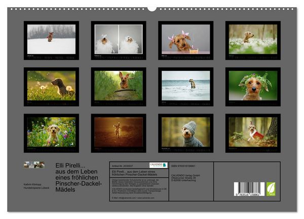 Produktbild: Elli Pirelli... aus dem Leben eines fr&ouml;hlichen Pinscher-Dackel-M&auml;dels (hochwertiger Premium Wandkalender 2026 DIN A2 quer), Kunstdruck in Hochglanz