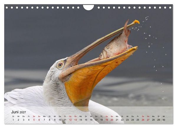Produktbild: Krauskopfpelikane (Wandkalender 2027 DIN A4 quer), CALVENDO Monatskalender