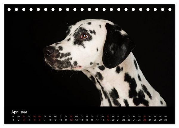 Produktbild: Dogs (Tischkalender 2026 DIN A5 quer), CALVENDO Monatskalender