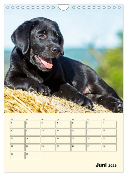 Produktbild: Familienplaner - Labrador Welpen entdecken die Welt (Wandkalender 2026 DIN A4 hoch), CALVENDO Monatskalender