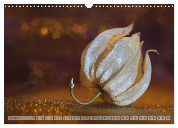 Produktbild: Kunstvolle Physalis-Kleine Frucht von gro&szlig;er Faszination (Wandkalender 2026 DIN A3 quer), CALVENDO Monatskalender