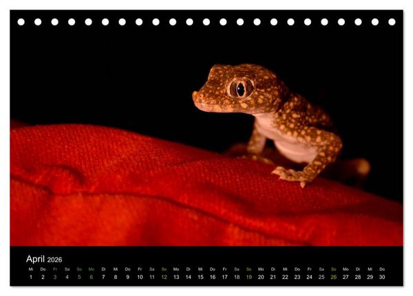 Produktbild: Reptilien (Tischkalender 2026 DIN A5 quer), CALVENDO Monatskalender