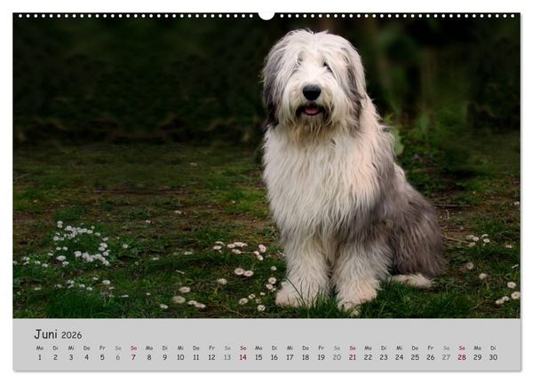 Produktbild: Ein Bobtail namens Miles (hochwertiger Premium Wandkalender 2026 DIN A2 quer), Kunstdruck in Hochglanz