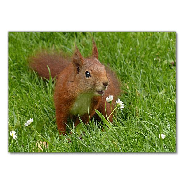 Produktbild: Lais Puzzle Eichh&ouml;rnchen 500 Teile