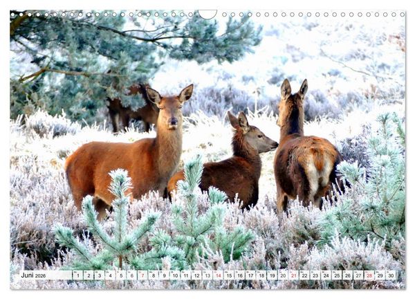Produktbild: Eiszeit. Winter und Frost in der Natur (Wandkalender 2026 DIN A3 quer), CALVENDO Monatskalender