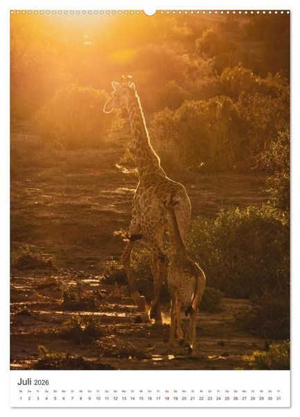 Produktbild: Giraffe - Bemerkenswerte Tiere. (Wandkalender 2026 DIN A2 hoch), CALVENDO Monatskalender
