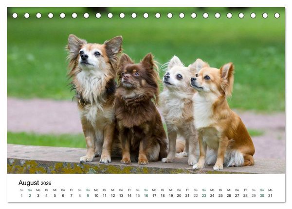 Produktbild: Chihuahuas - kleine Herzensbrecher (Tischkalender 2026 DIN A5 quer), CALVENDO Monatskalender