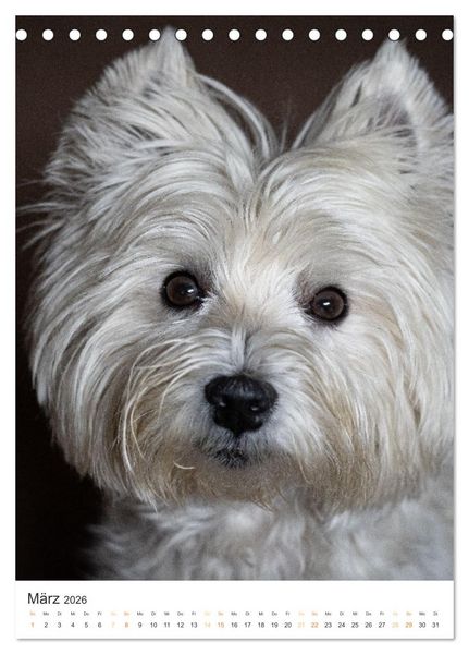 Produktbild: Der Westie - Portrait eines West Highland White Terriers (Tischkalender 2026 DIN A5 hoch), CALVENDO Monatskalender