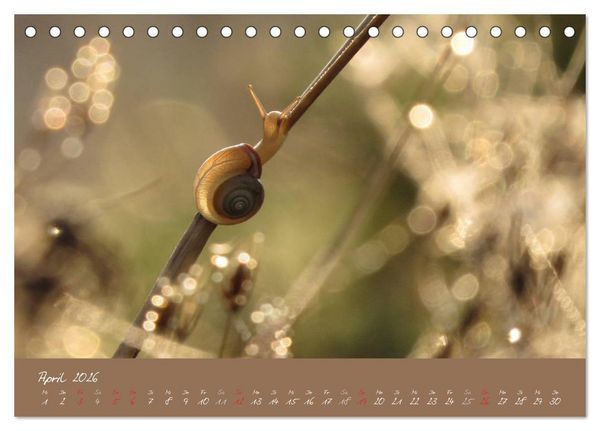 Produktbild: Schneckchen (Tischkalender 2026 DIN A5 quer), CALVENDO Monatskalender