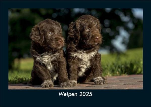 Produktbild: Welpen 2025 Fotokalender DIN A5