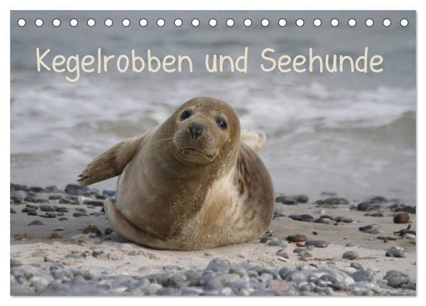 Produktbild: Kegelrobben und Seehunde (Tischkalender 2026 DIN A5 quer), CALVENDO Monatskalender