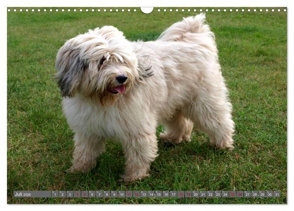 Produktbild: Tibet-Terrier - Eine Hunderasse mit Charakter (Wandkalender 2026 DIN A3 quer), CALVENDO Monatskalender