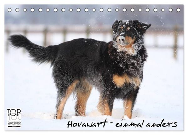 Produktbild: Hovawarte - einmal anders (Tischkalender 2026 DIN A5 quer), CALVENDO Monatskalender