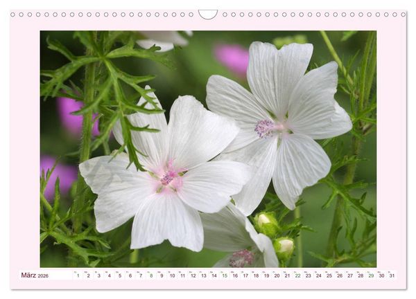 Produktbild: Wundersch&ouml;ne Malven (Wandkalender 2026 DIN A3 quer), CALVENDO Monatskalender
