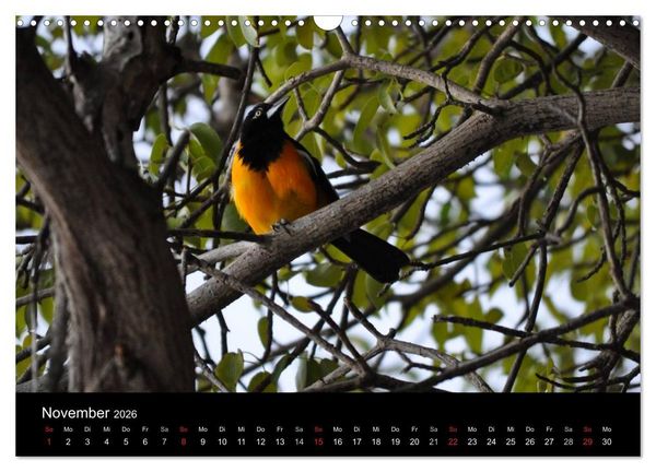 Produktbild: Curacao - Perle der Karibik (Wandkalender 2026 DIN A3 quer), CALVENDO Monatskalender