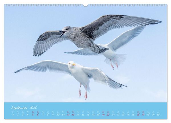 Produktbild: M&ouml;wen die Begleiter an Meer und See (Wandkalender 2026 DIN A2 quer), CALVENDO Monatskalender