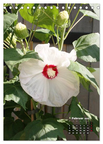 Produktbild: Malvenbl&uuml;te (Tischkalender 2026 DIN A5 hoch), CALVENDO Monatskalender