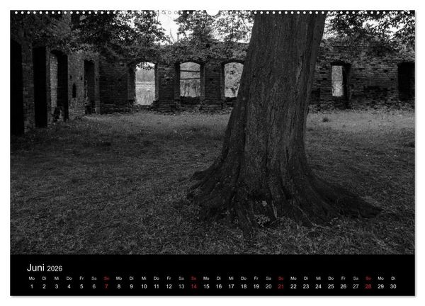 Produktbild: B&auml;ume trees 2026 (Wandkalender 2026 DIN A2 quer), CALVENDO Monatskalender