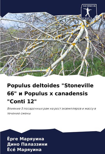 Produktbild: Populus deltoides "Stoneville 66" i Populus x canadensis "Conti 12"