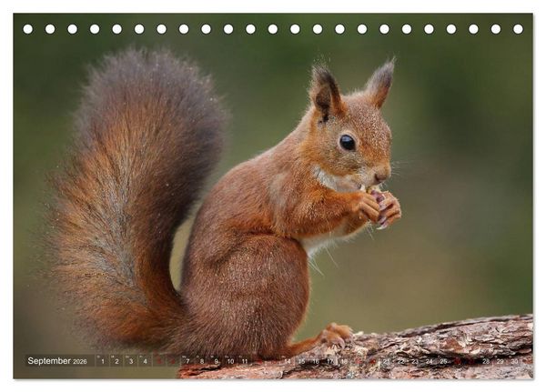 Produktbild: Eichh&ouml;rnchen in zauberhaften Posen (Tischkalender 2026 DIN A5 quer), CALVENDO Monatskalender