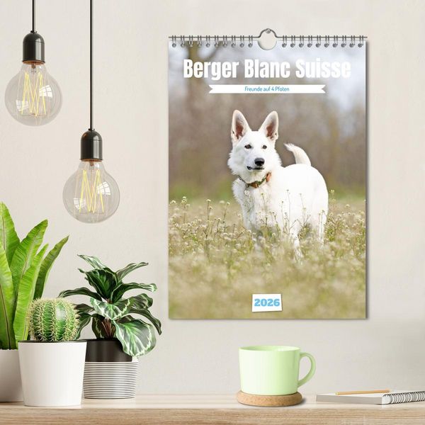 Produktbild: Berger Blanc Suisse - Freunde auf 4 Pfoten (Wandkalender 2026 DIN A4 hoch), CALVENDO Monatskalender