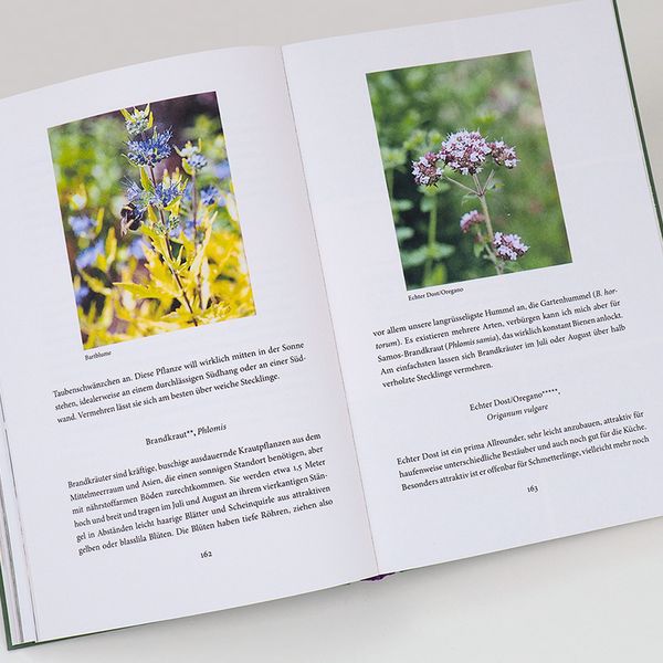 Produktbild: Bienenweide und Hummelparadies