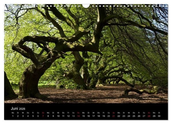 Produktbild: Baum-Variationen (Wandkalender 2026 DIN A3 quer), CALVENDO Monatskalender