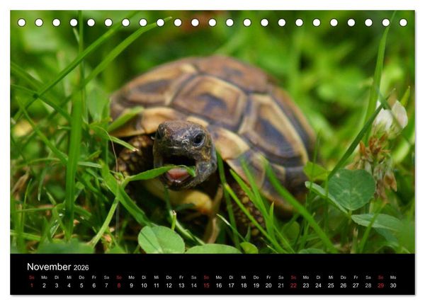 Produktbild: Das Leben der Schildkr&ouml;ten (Tischkalender 2026 DIN A5 quer), CALVENDO Monatskalender