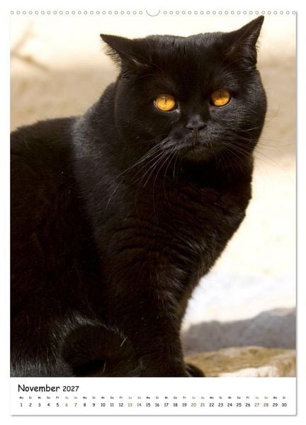 Produktbild: bezaubernde Britisch Kurzhaar Katzen (hochwertiger Premium Wandkalender 2027 DIN A2 hoch), Kunstdruck in Hochglanz