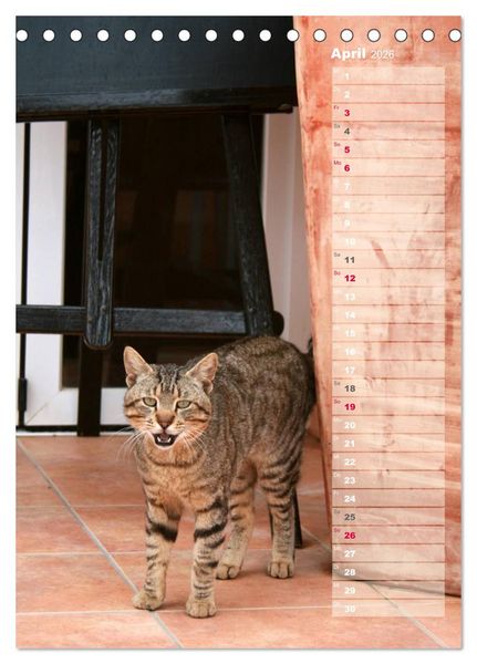 Produktbild: Hauskatzen (Tischkalender 2026 DIN A5 hoch), CALVENDO Monatskalender
