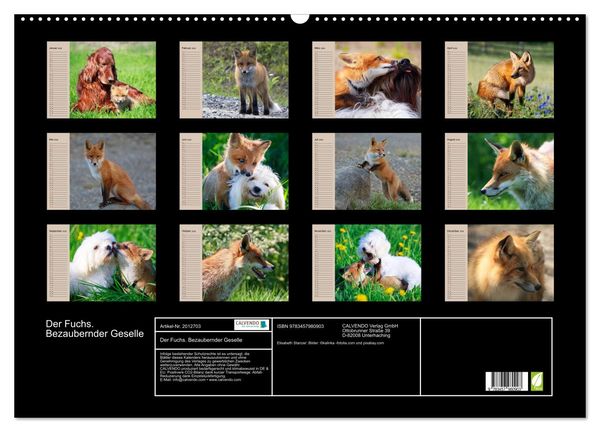 Produktbild: Der Fuchs. Bezaubernder Geselle (Wandkalender 2026 DIN A2 quer), CALVENDO Monatskalender