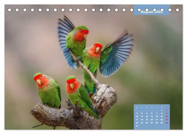 Produktbild: Papageien - Frech, sch&ouml;n und schlau (Tischkalender 2026 DIN A5 quer), CALVENDO Monatskalender