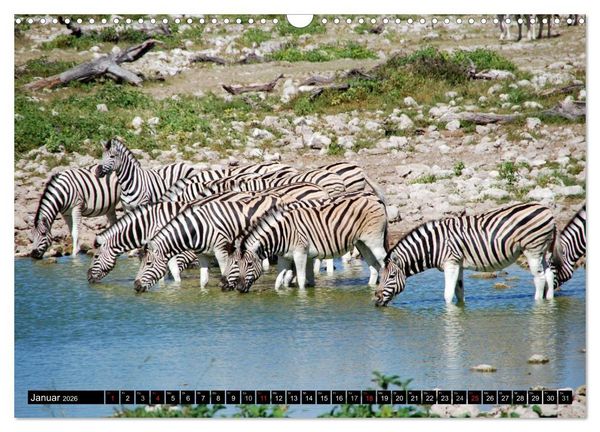 Produktbild: Zebras - Ungez&auml;hmte Kraft (Wandkalender 2026 DIN A3 quer), CALVENDO Monatskalender