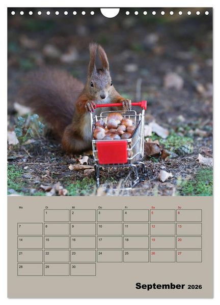Produktbild: Eichh&ouml;rnchen - Planer (Wandkalender 2026 DIN A4 hoch), CALVENDO Monatskalender