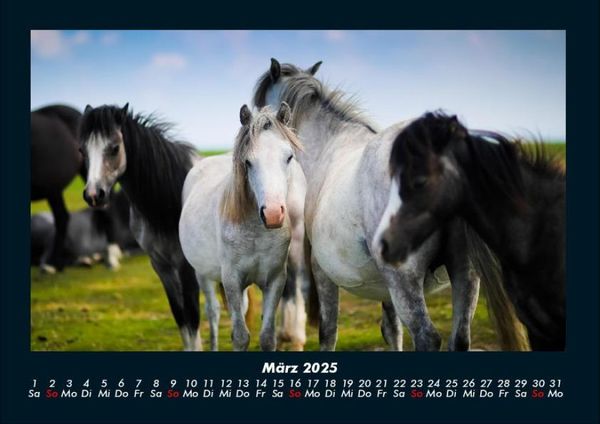 Produktbild: Die Welt der Pferde 2025 Fotokalender DIN A4