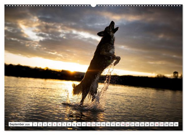 Produktbild: Ein Hundejahr in Bildern (hochwertiger Premium Wandkalender 2026 DIN A2 quer), Kunstdruck in Hochglanz