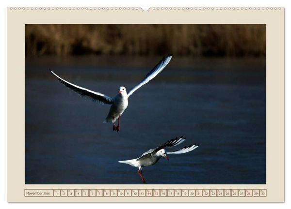 Produktbild: V&ouml;gel am Chemnitzer Schlossteich (hochwertiger Premium Wandkalender 2026 DIN A2 quer), Kunstdruck in Hochglanz