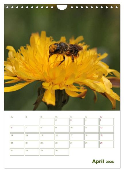 Produktbild: Wildbienen-Terminplaner 2026 (Wandkalender 2026 DIN A4 hoch), CALVENDO Monatskalender