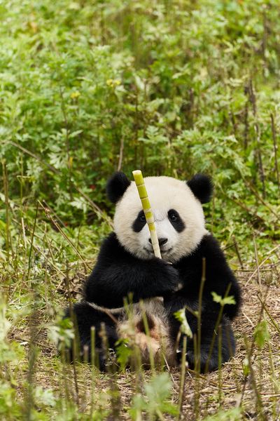 Produktbild: Moon - Der Panda